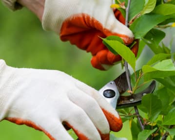 Esempio di curriculum vitae da giardiniere