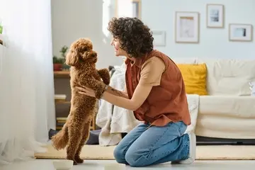 Curriculum da pet sitter: esempio e guida